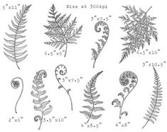 the different types of ferns are shown in this drawing, which shows how they can be used