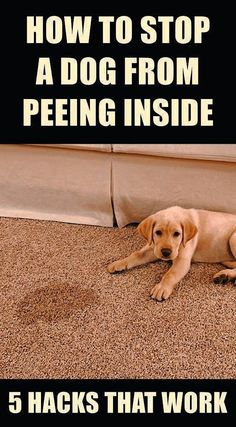 How To Stop A Dog From Peeing Inside... Easiest Dogs To Train, Dog Potty Training, Dog Potty, Puppy Training Tips, Dog Training Techniques