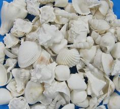 sea shells are piled up on a blue surface