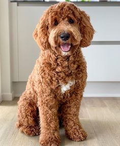 a brown dog sitting on top of a hard wood floor next to a kitchen counter