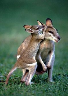 two baby kangaroos cuddle together in the grass