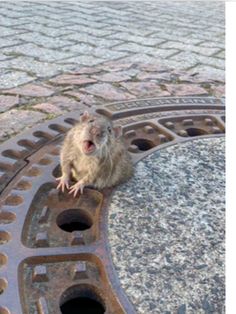 a rat sitting on top of a sewer grate