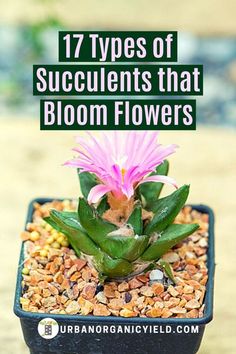 a small potted plant with pink flowers in it and the words 17 types of succulents that bloom flowers