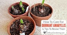 three potted plants with the words how to care for dormant amaryllis and tips to revive them