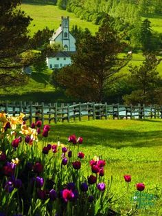 tulips in the foreground and a church in the background on a hill