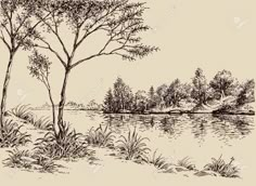 an ink drawing of a lake with trees in the foreground and grass on the other side