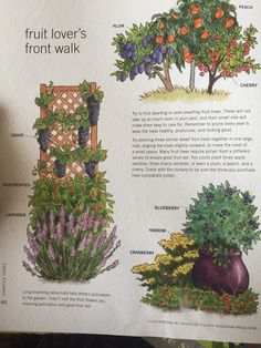 an open book showing different types of fruit trees