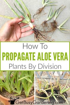 how to propagate aloe vera plants by division