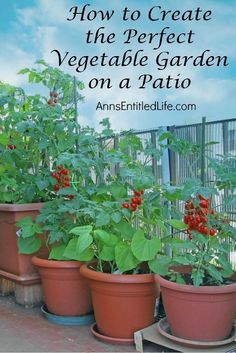 several potted plants with the words how to create the perfect vegetable garden on a patio