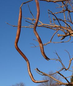 a tree branch that is bent in the wind