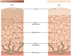 Layers Of The Skin, Skin Consultation, Science Communication, Integumentary System, Layers Of The Epidermis, Skin Moles