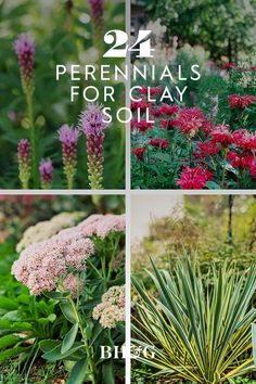 four pictures with different types of flowers and plants in the same photo text reads 25 perennials for clay soil