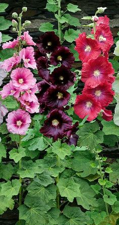 several different colored flowers growing in a garden next to a brick wall with green leaves on it