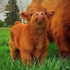 two brown cows standing next to each other on a lush green field