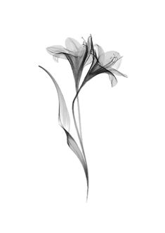 a black and white photo of two flowers on a white background, with one flower in the foreground