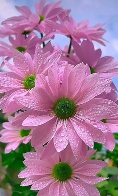 some pink flowers with water droplets on them