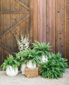 three white vases with plants in front of a wooden fence