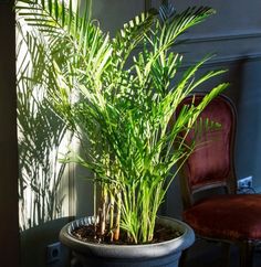 a large potted plant sitting on top of a table next to a red chair