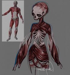 an image of a human body with muscles and skeletal systems on it's side