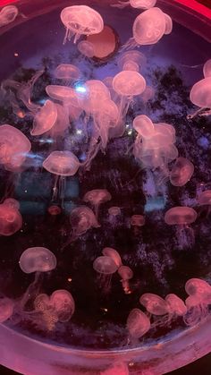 jellyfish are floating in the water and on top of a red bowl with purple liquid