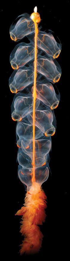 an orange feather floating in the air next to a black background with light coming from it