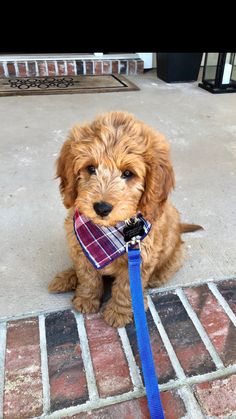 a small brown dog with a blue leash on it's neck sitting in front of a door