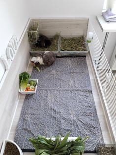 a cat laying on top of a blue rug in a room filled with plants and food