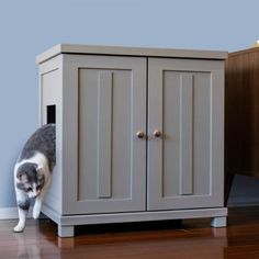 a gray and white cat standing next to a cabinet