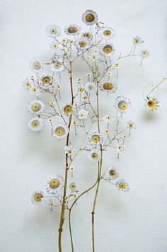 a bunch of white flowers sitting on top of a table next to each other with yellow centers