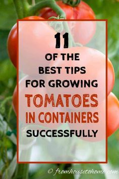 tomatoes growing on the vine with text overlay that reads 11 of the best tips for growing tomatoes in containers successfully