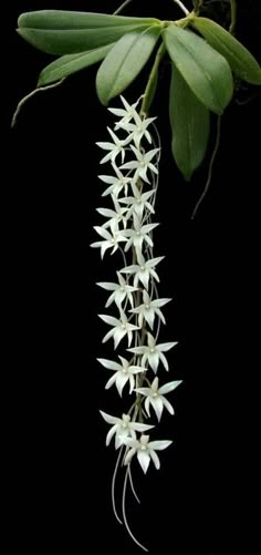 white flowers are growing on the side of a plant with long green leaves hanging from it's stems