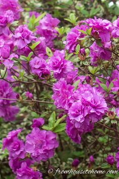 purple flowers are blooming in the garden