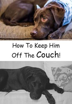 a dog laying on top of a couch with the caption how to keep him off the couch