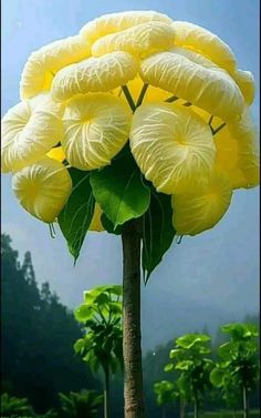 a large yellow flower on top of a tree