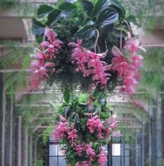 pink flowers hanging from the ceiling in a building