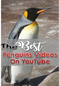 the best penguins videos on youtube