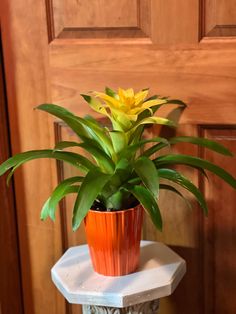 a potted plant sitting on top of a white table next to a wooden door