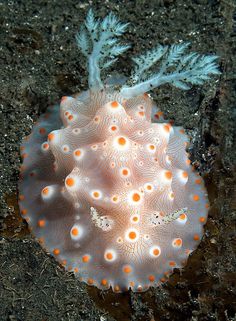 a white and orange sea anemone on the ground