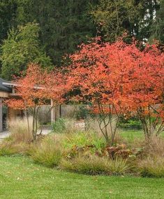 an orange tree in the middle of a grassy area with trees and bushes around it