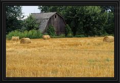 hay bales in front of an old barn