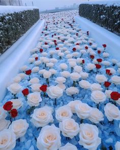 white and red flowers are in the snow