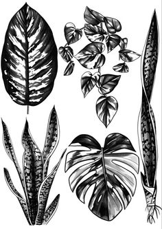 black and white drawing of different types of plants