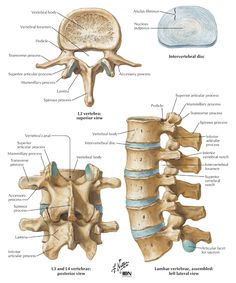 an image of the bones and their structures