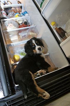 a dog sitting in front of an open refrigerator