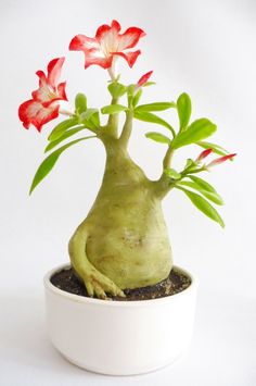 a potted plant with red and white flowers in it's center, on a white surface