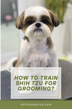 a small brown and white dog sitting on top of a table with the words how to train shih tzu for grooming