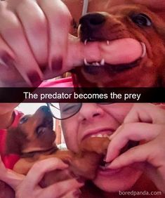 Funny-Hilarious-Dog-Snapchats Bad Pun Dog, Funniest Snapchats, Dog Snapchats, The Predator, Silly Dogs, Funny Dog Pictures, Cute Funny Dogs