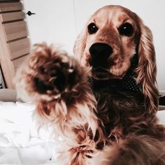 a brown dog sitting on top of a bed