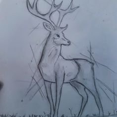 a drawing of a deer standing in the grass