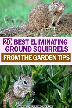 the top 20 best eliminating ground squirrels from the garden tips